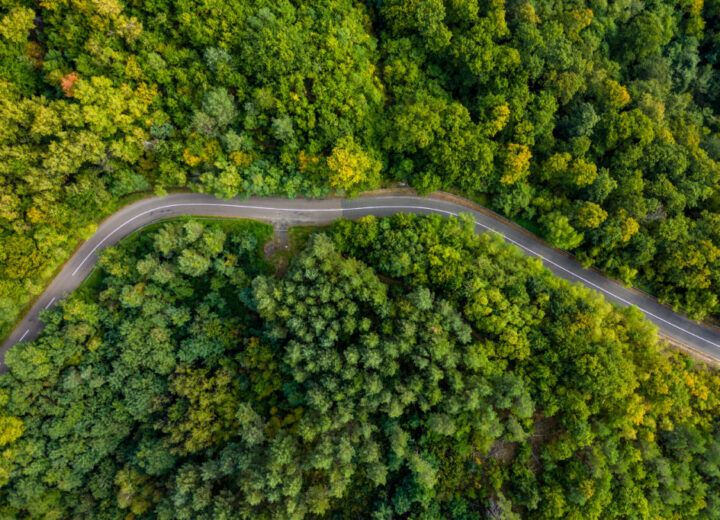 Winding Road Through Lush Green Forest