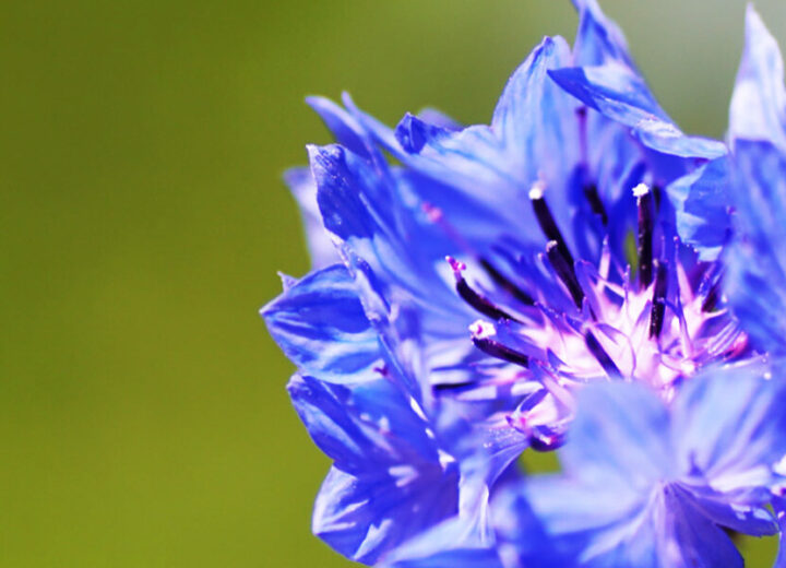 Tom Lennart Krupp Sap Ee Stock 22 1 Flower2 Uncropped F 1920X600 1752080947