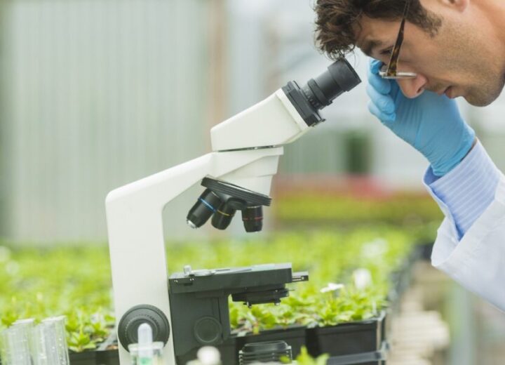 Image Via Syngenta For Sap Newsbyte Jan 2025 Scientist In Greenhouse 1920X600 1